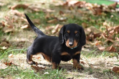 Les chiots de Teckel poil long