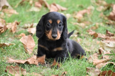 Les chiots de Teckel poil long