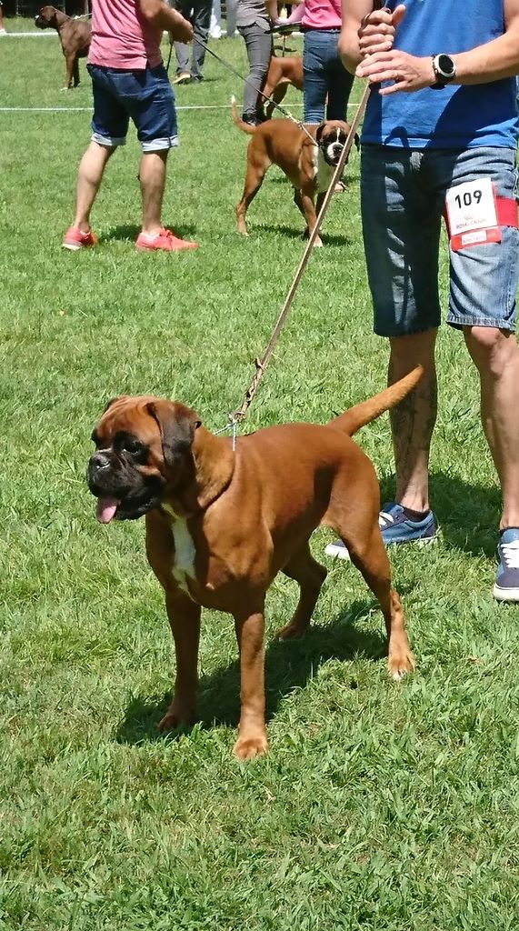 Jade skywalker du Chêne Feuillu - Excellent