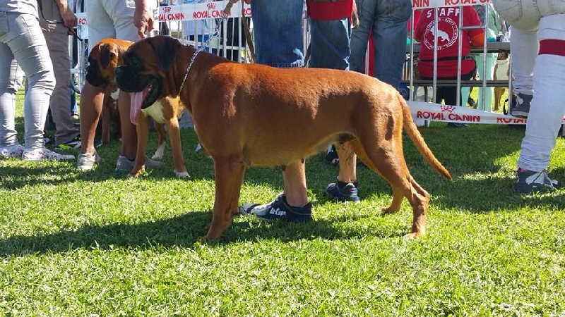 Jade skywalker du Chêne Feuillu - CSAU mention BON