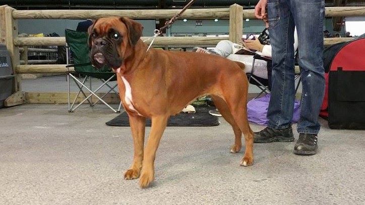 Jade skywalker du Chêne Feuillu - 1er Excellent + RCACS