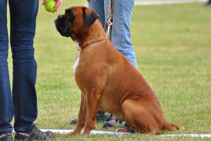 Jade skywalker du Chêne Feuillu - Excellent