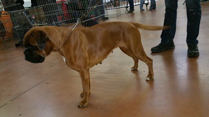 Jade skywalker du Chêne Feuillu - 2ème Excellent + RCACS