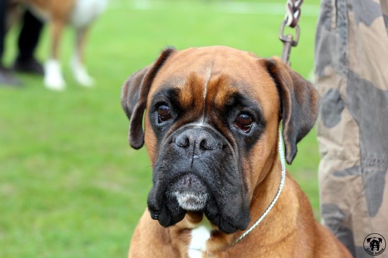 Jade skywalker du Chêne Feuillu - 2ème Excellent