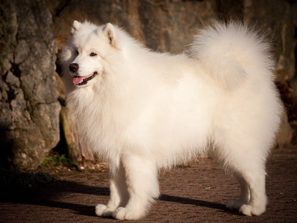 Publication : Des Caprices Du Fleuve Amour