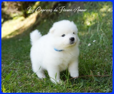 Les chiots de Samoyède