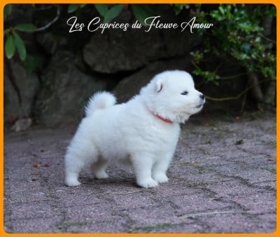 Les chiots de Samoyède