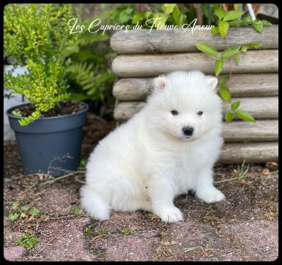 Les chiots de Samoyède