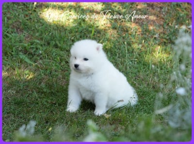 Les chiots de Samoyède