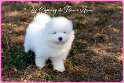 Les chiots de Samoyède