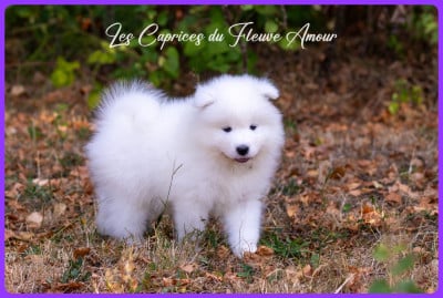 Les chiots de Samoyède