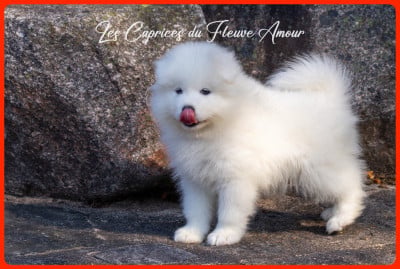 Les chiots de Samoyède