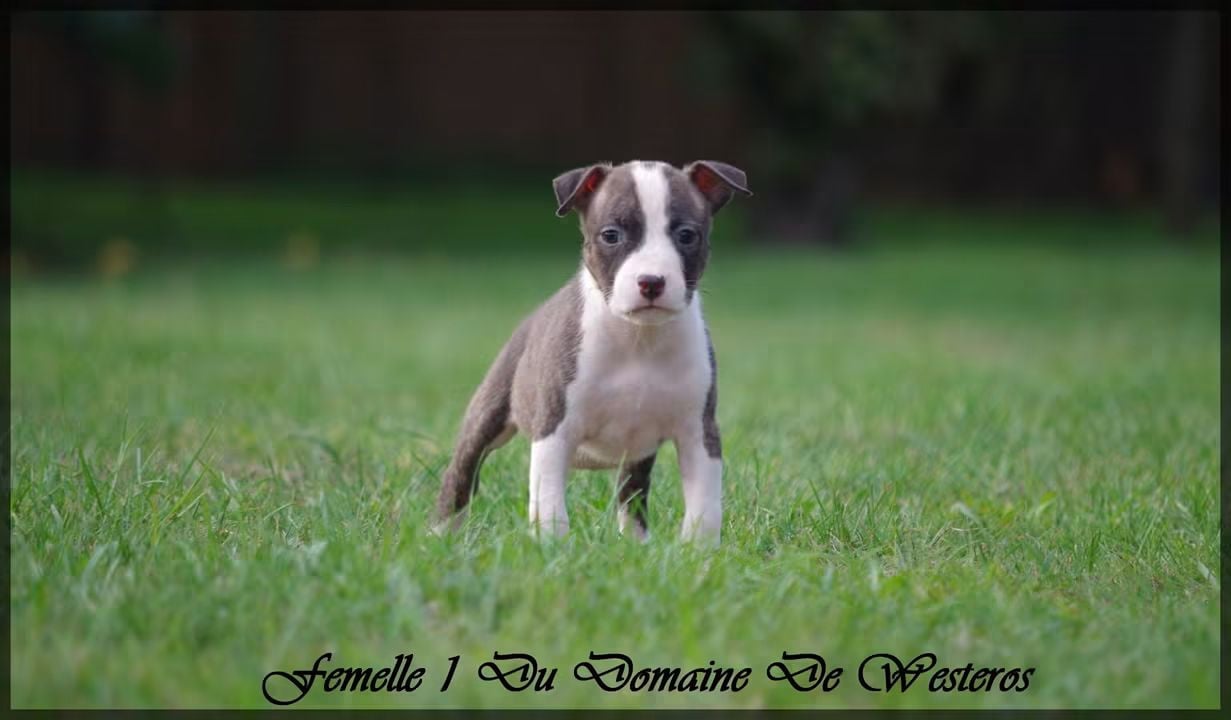 Femelle 1