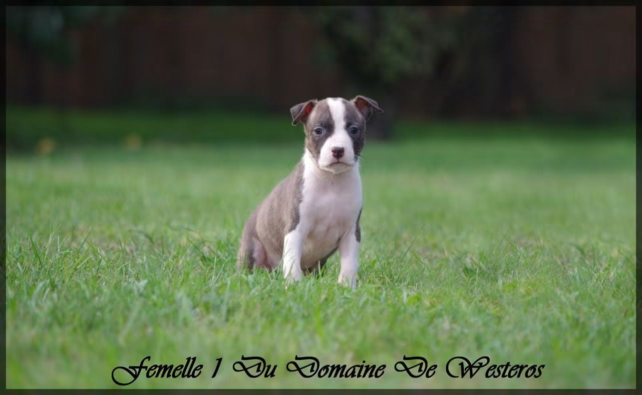 Femelle 1