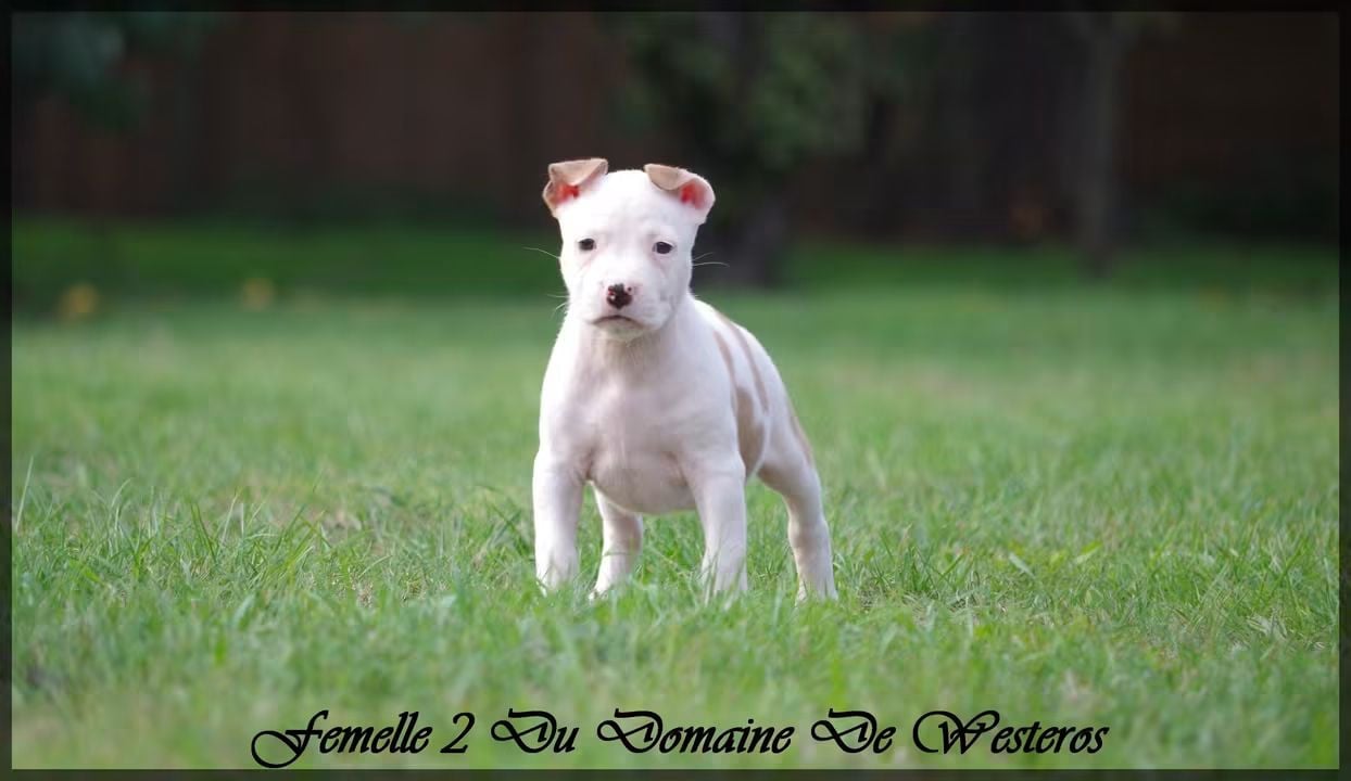 Femelle 2