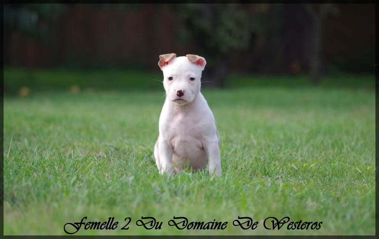 Femelle 2