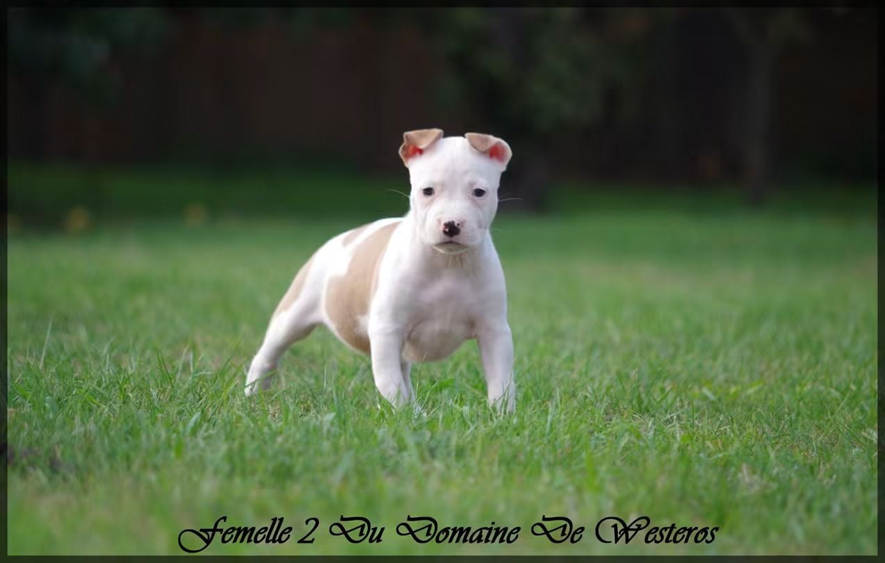 Femelle 2