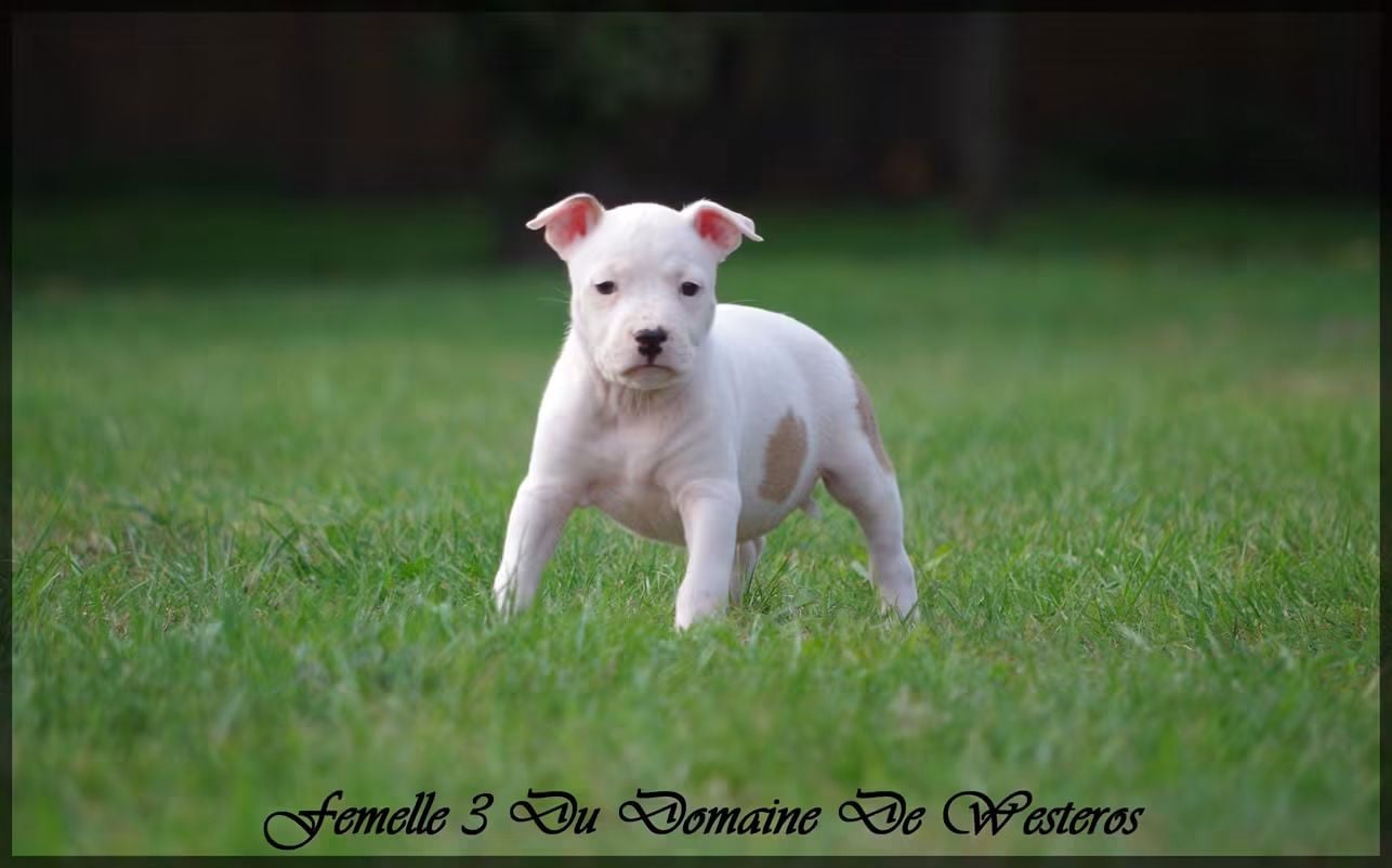 Femelle 3