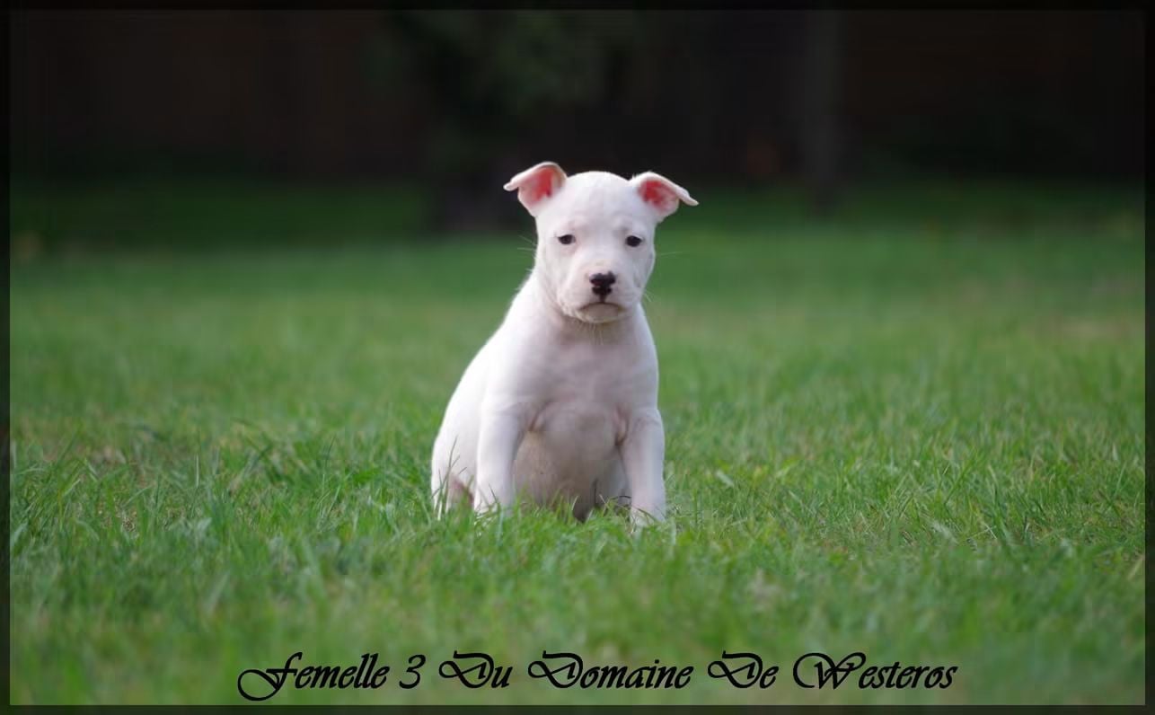 Femelle 3