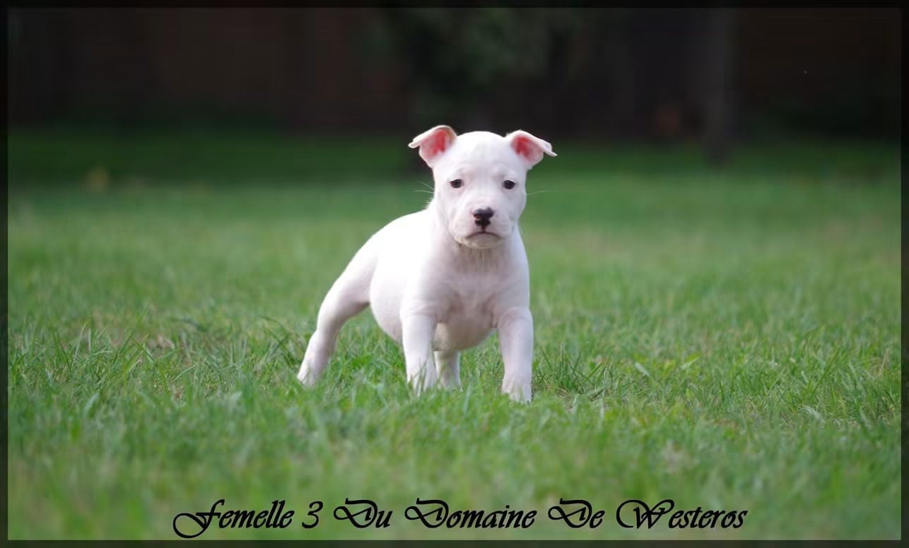 Femelle 3