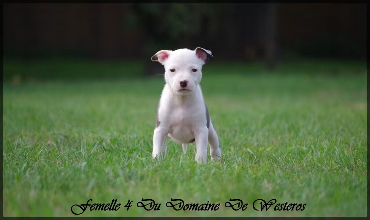 Femelle 4