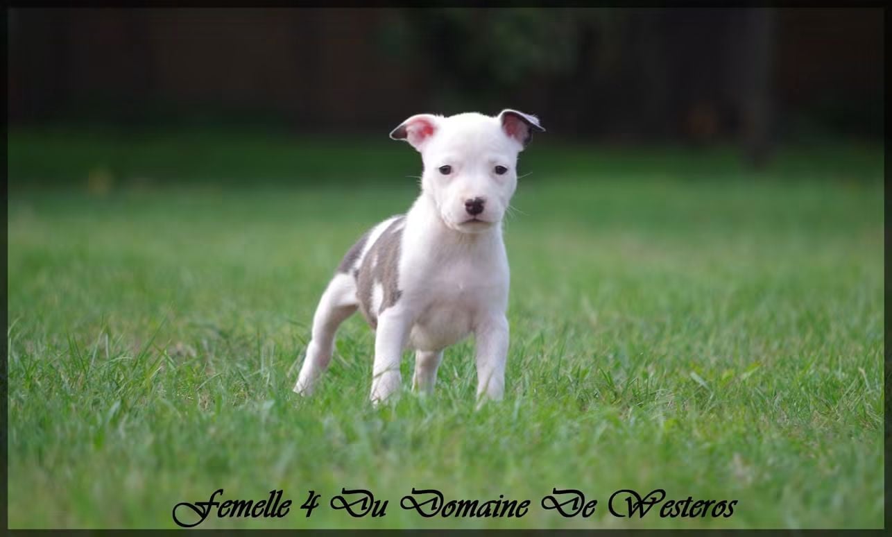 Femelle 4