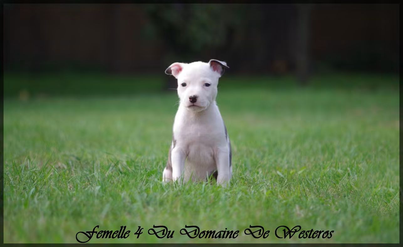 Femelle 4