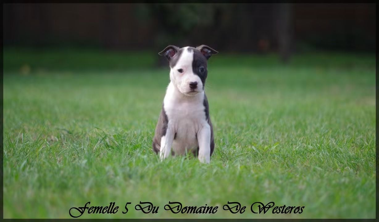 Femelle 5