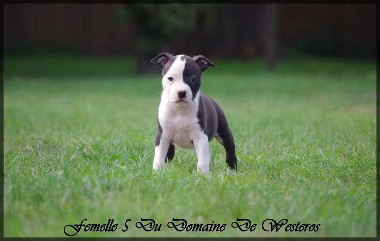 Femelle 5