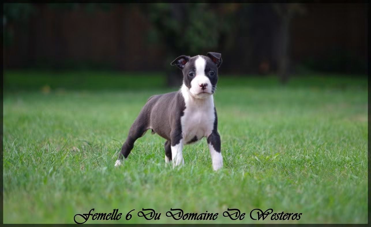 Femelle 6