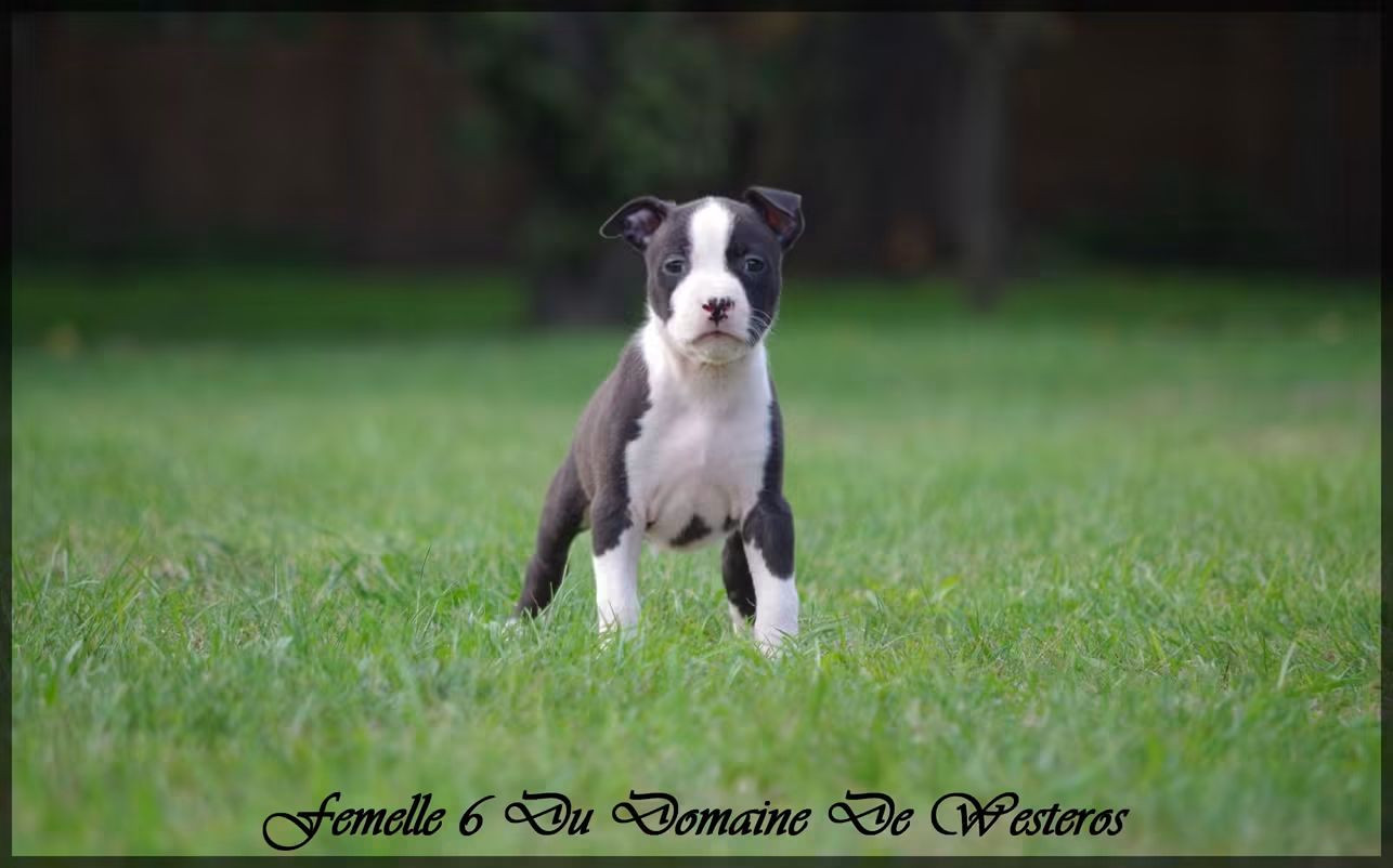Femelle 6