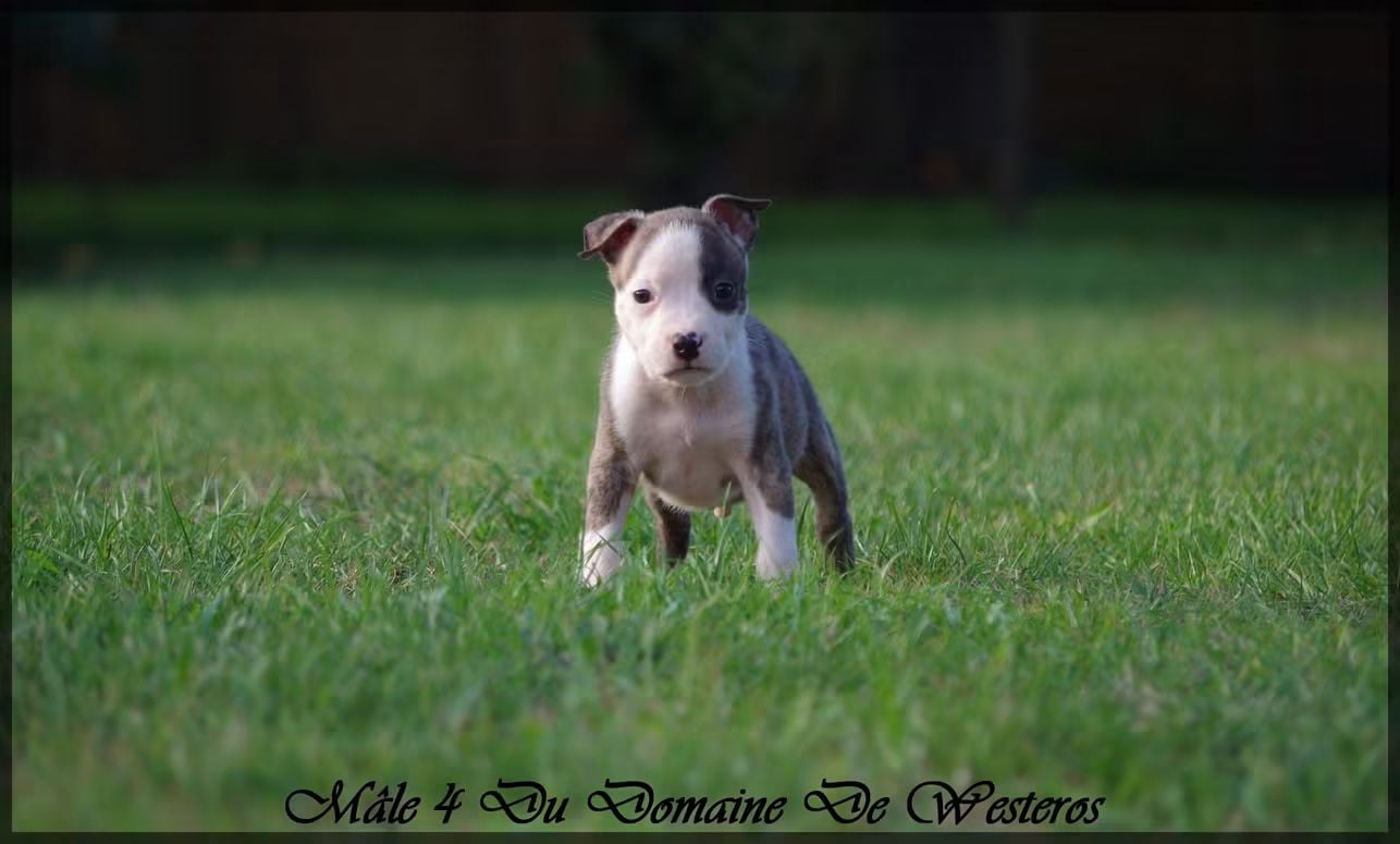 American Staffordshire Terrier - Du Domaine De Westeros