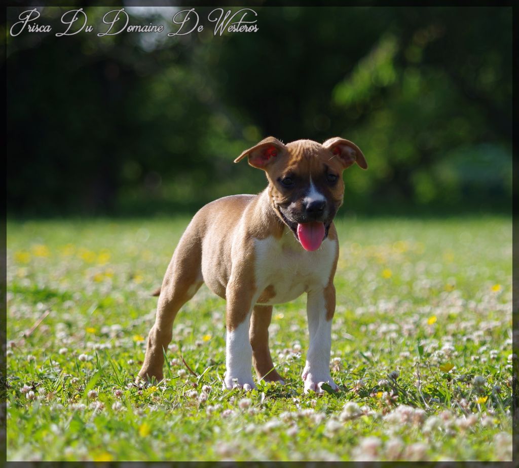 Femelle 3 - American Staffordshire Terrier