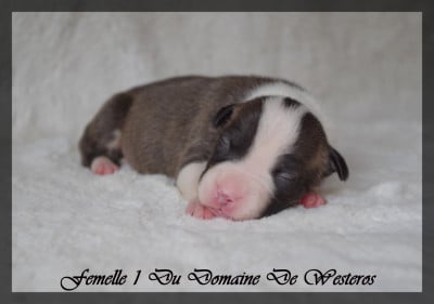 Les chiots de American Staffordshire Terrier