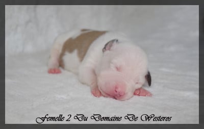 Les chiots de American Staffordshire Terrier
