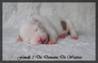 Les chiots de American Staffordshire Terrier