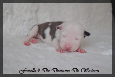 Les chiots de American Staffordshire Terrier