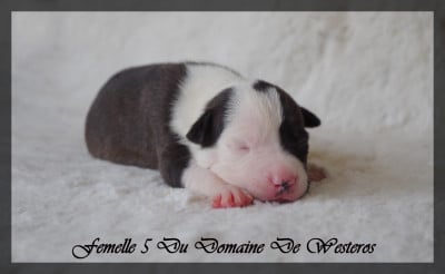 Les chiots de American Staffordshire Terrier