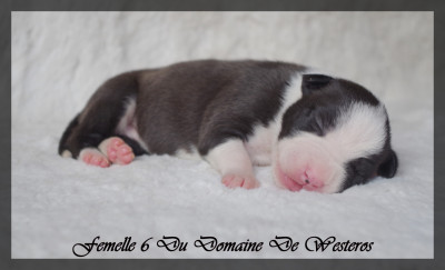 Les chiots de American Staffordshire Terrier