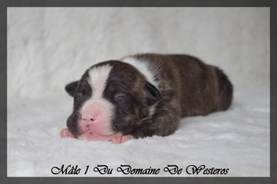 Les chiots de American Staffordshire Terrier
