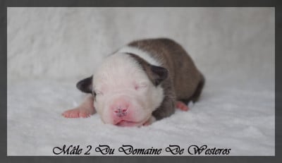Les chiots de American Staffordshire Terrier