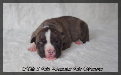 Les chiots de American Staffordshire Terrier