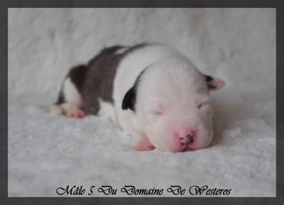 Les chiots de American Staffordshire Terrier