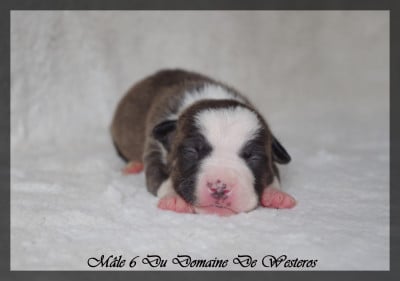 Les chiots de American Staffordshire Terrier