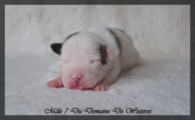 Les chiots de American Staffordshire Terrier