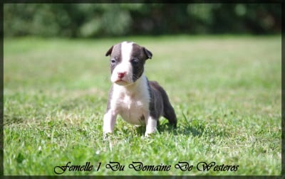 Les chiots de American Staffordshire Terrier