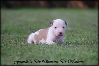 Les chiots de American Staffordshire Terrier