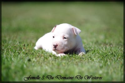 Les chiots de American Staffordshire Terrier