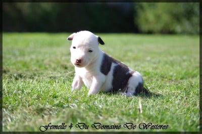 Les chiots de American Staffordshire Terrier