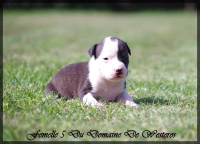 Les chiots de American Staffordshire Terrier